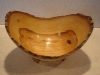 Chinese Elm Chinese Elm